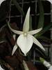 Angraecum didieri
